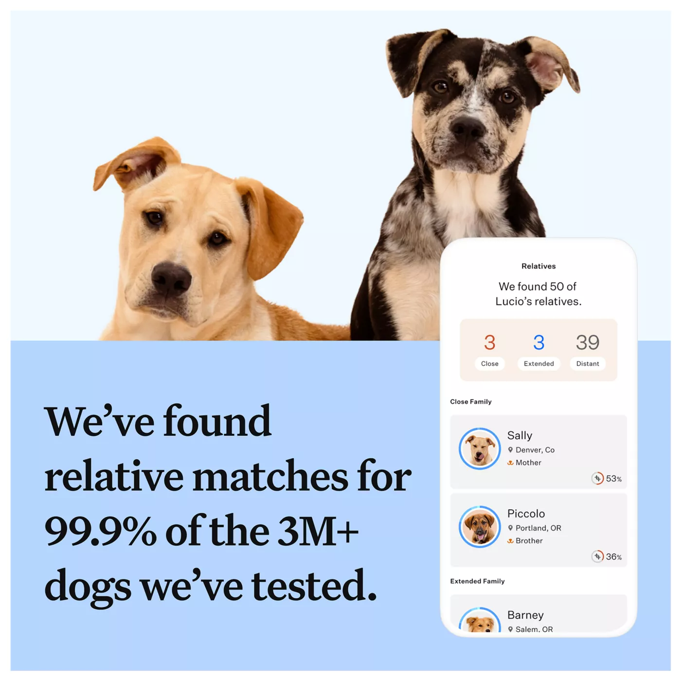 Wisdom Panel Breed Discovery Breed Identification DNA Test for Dogs