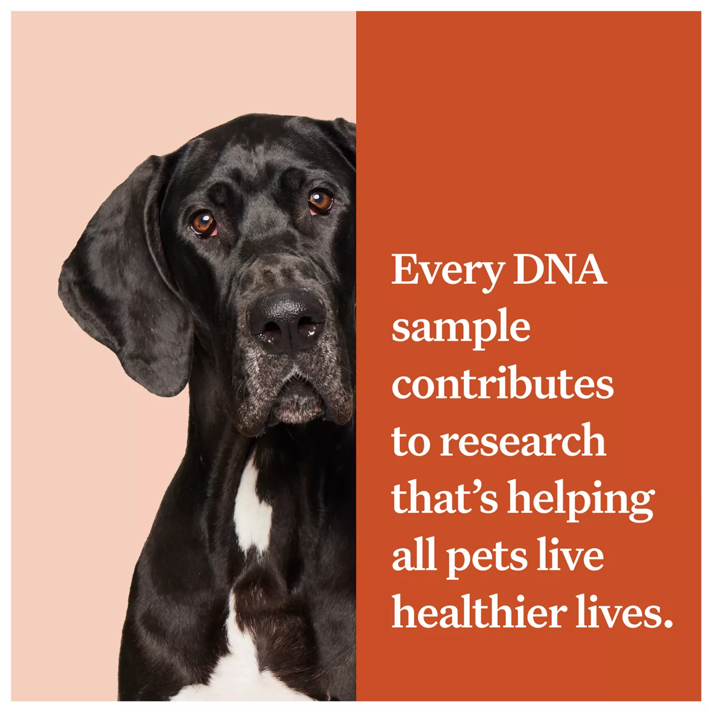 Wisdom Panel Premium Breed Identification Health Condition Identification DNA Test for Dogs