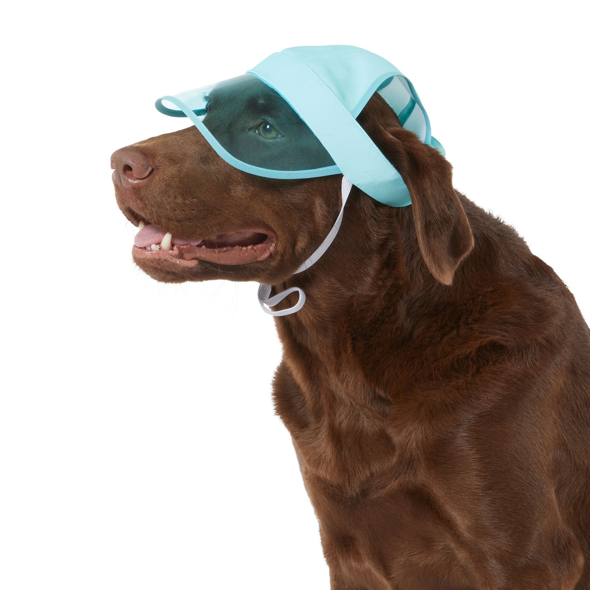 Dog hats petsmart sale