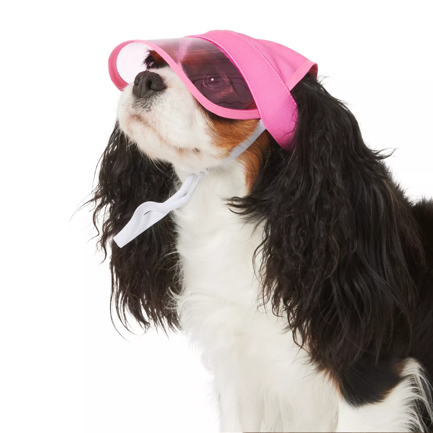 Dog visors best sale