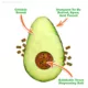 Product Meowijuana® Knock 'n' Nibble Avocado Refillable Treat Dispensing Toy