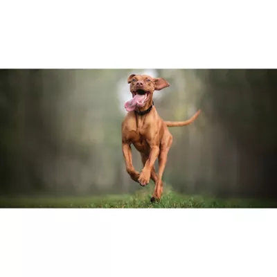Product Nutro Natural Choice Cuts in Gravy Adult Wet Dog Food - 3.5 oz