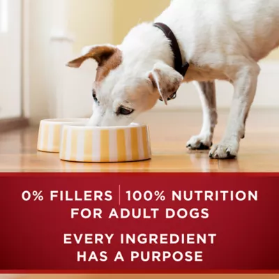Product Purina ONE True Instinct Tender Cuts in Gravy Real Chicken & Duck Adult Wet Dog Food 13 oz