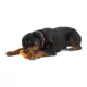 Product West Paw Zogoflex Tux Dog Toy - Large