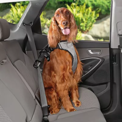 Petsmart seat belt best sale