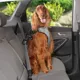 Product Top Paw® Travel Harness