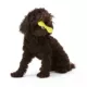 Product West Paw Zogoflex Hurley Dog Toy