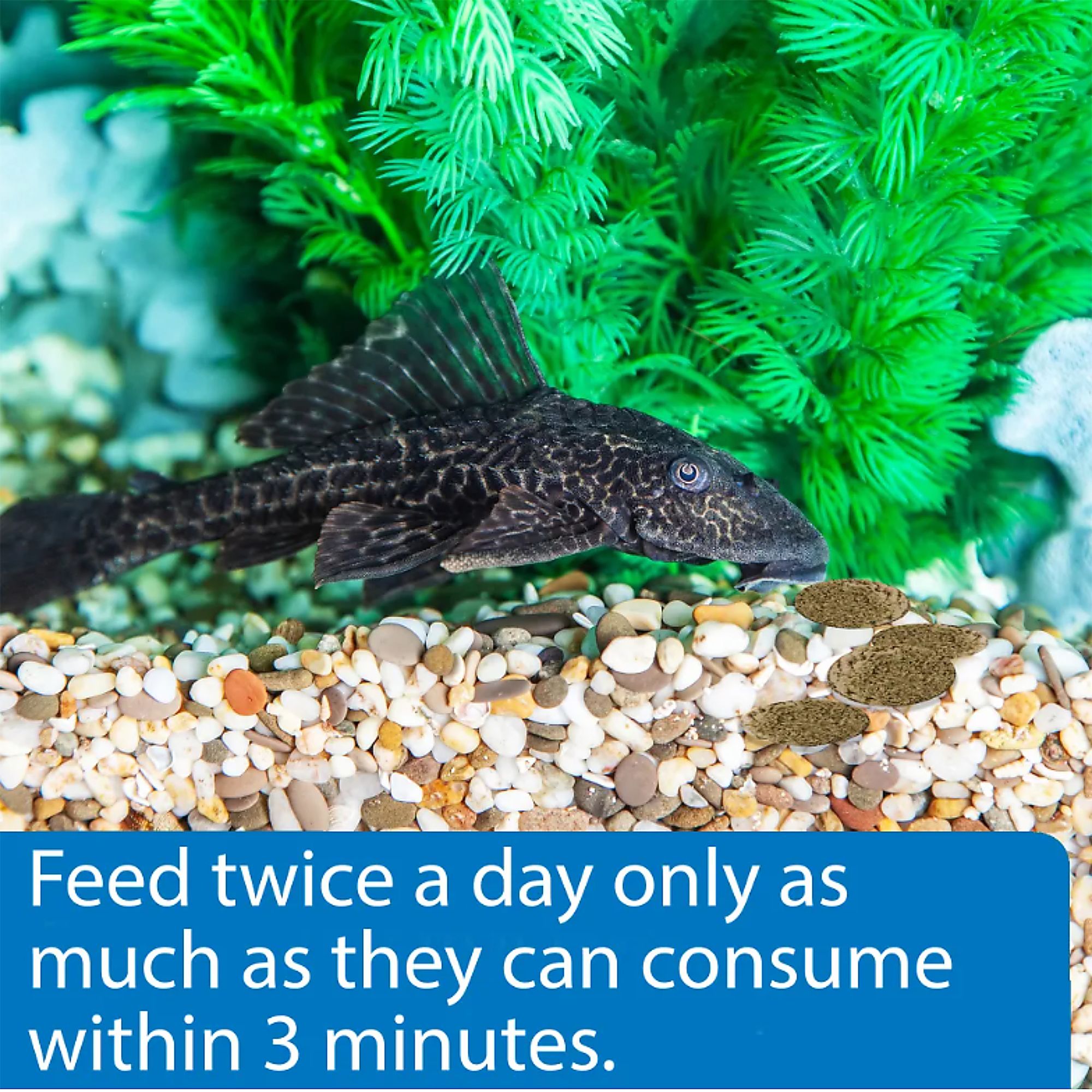 API® Algae Wafers Fish Food for Bottom Feeders Sinking Food - thumbnail 4