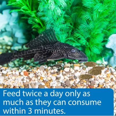 API® Algae Wafers Fish Food - Image 4