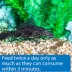 API® Algae Wafers Fish Food image thumbnail 4