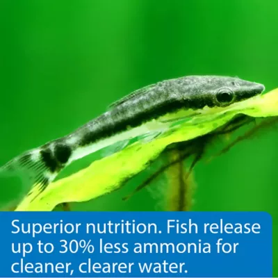 API® Algae Wafers Fish Food - Image 5