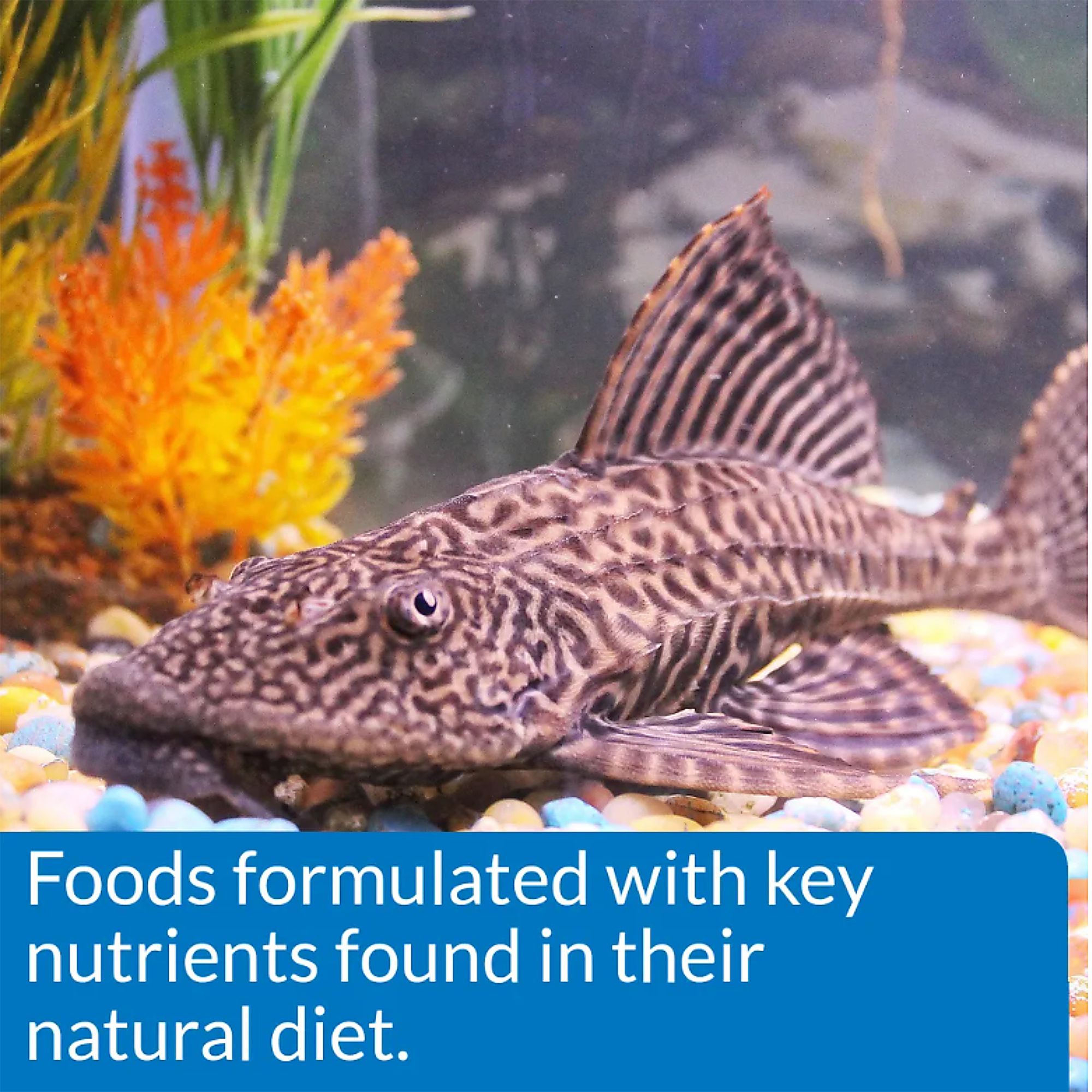 API® Algae Wafers Fish Food for Bottom Feeders Sinking Food - thumbnail 6