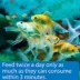 API® Goldfish Flakes Fish Food image thumbnail 4