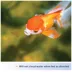 Aqueon Goldfish Flakes image thumbnail 5