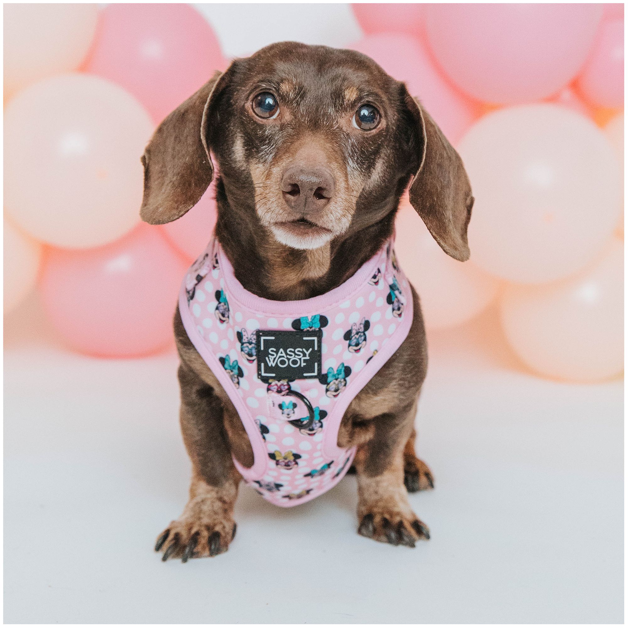 Disney harness for dogs best sale