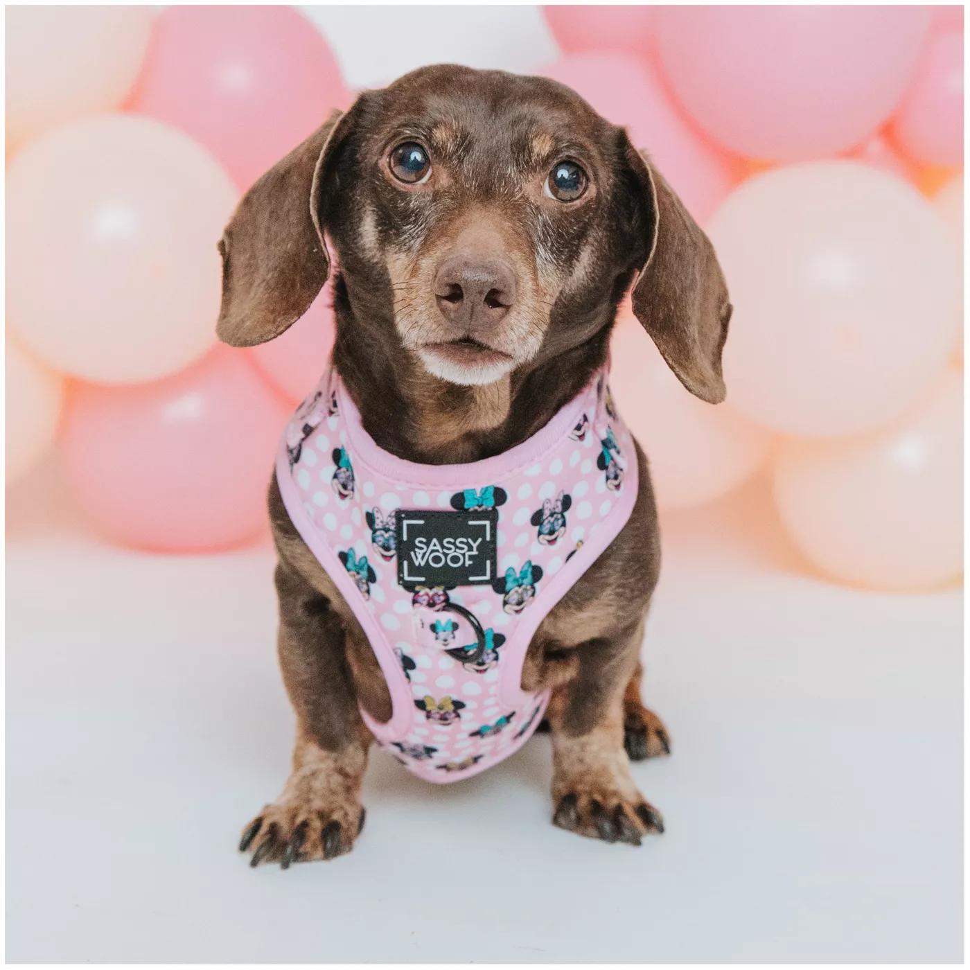 Sassy Woof Disney Minnie Mouse Dog Harness