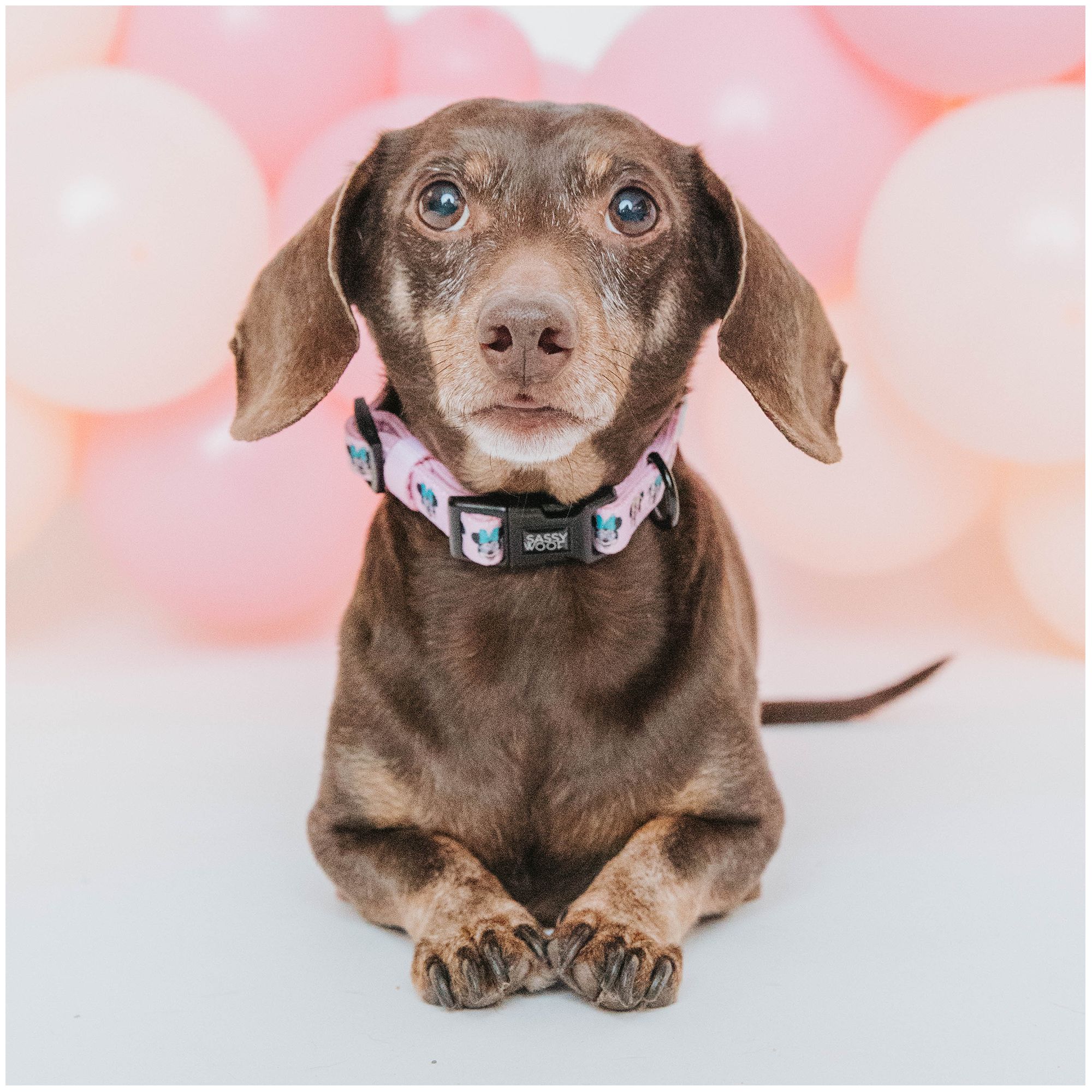 Sassy Woof Disney Minnie Mouse Dog Collar PetSmart in Tustin CA The Market Place