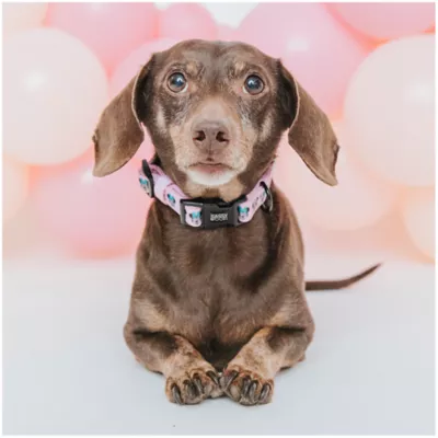 Product Sassy Woof Disney Minnie Mouse Dog Collar