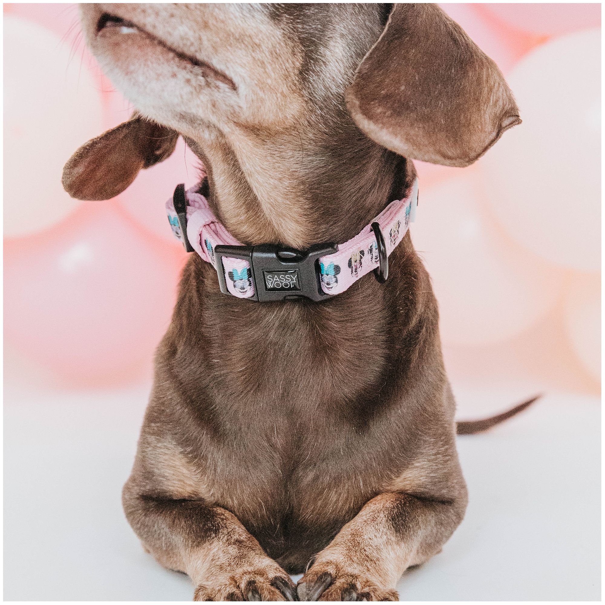 Sassy Woof Disney Minnie Mouse Dog Collar PetSmart in Tustin CA The Market Place