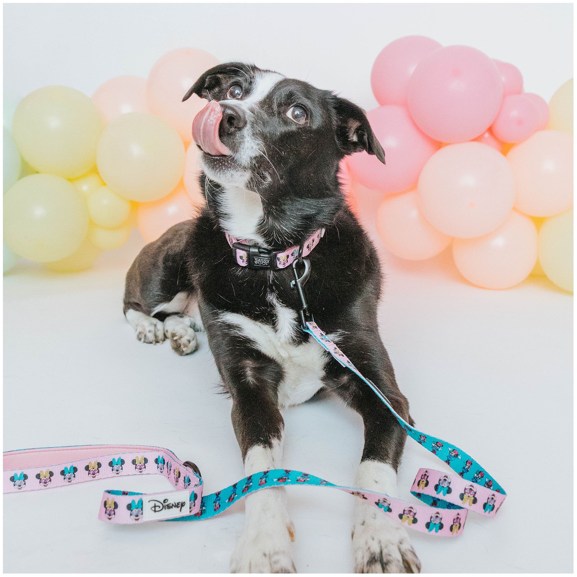 Sassy Woof Disney Minnie Mouse Dog Collar PetSmart in Tustin CA The Market Place