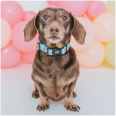 Product Sassy Woof Disney Winnie The Pooh Collar