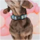 Product Sassy Woof Disney Winnie The Pooh Collar
