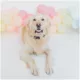 Product Sassy Woof Disney Winnie The Pooh Collar