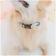 Product Sassy Woof Disney Winnie The Pooh Collar