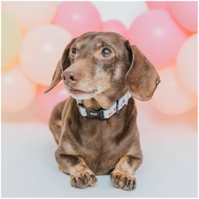Product Sassy Woof Disney Princess Collar