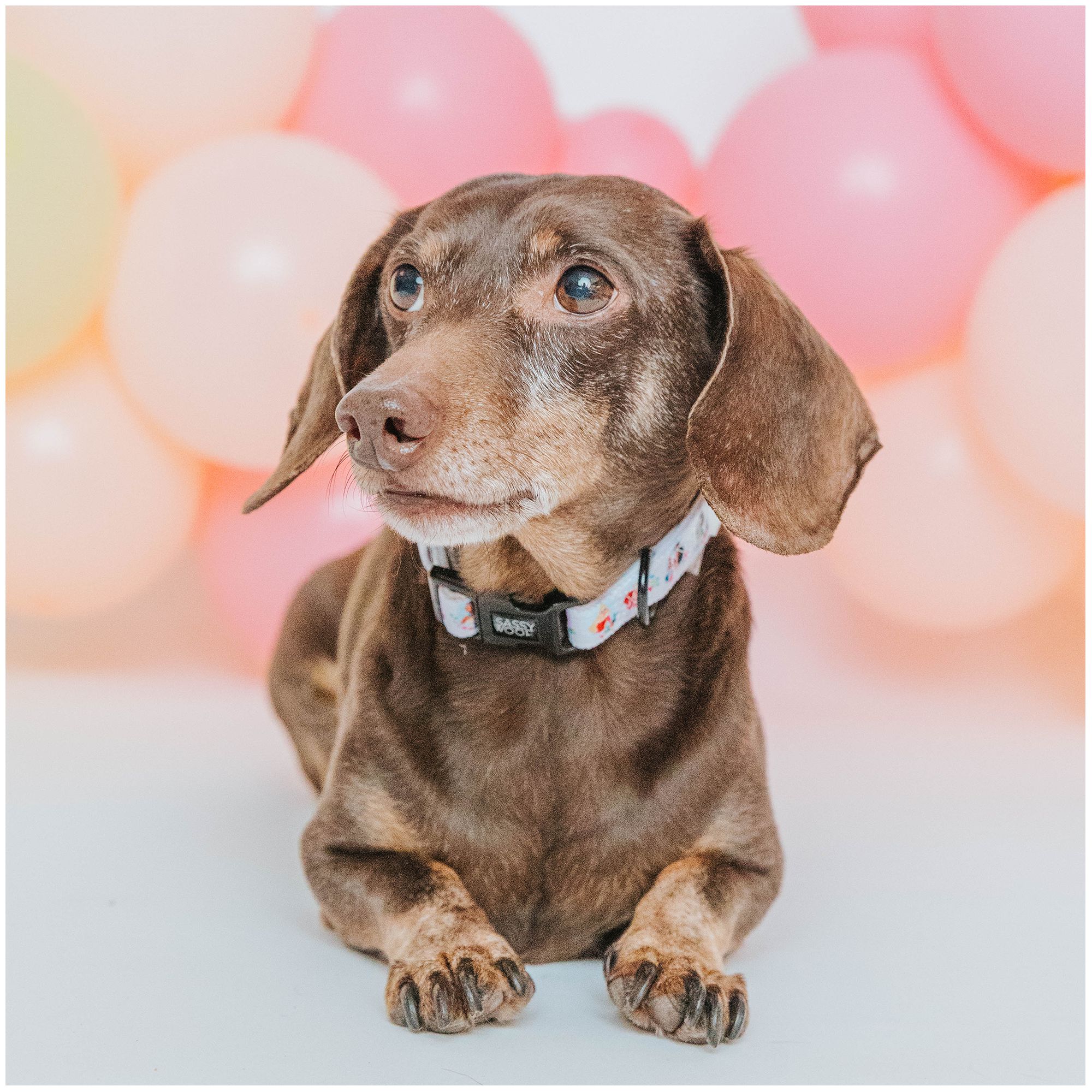 Sassy Woof Disney Princess Collar PetSmart in Tustin CA