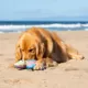 Product Canada Pooch Crocodile Cooling Pal Dog Toy