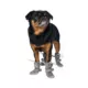 Product Canada Pooch Hot Pavement Boots