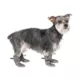 Product Canada Pooch Hot Pavement Boots