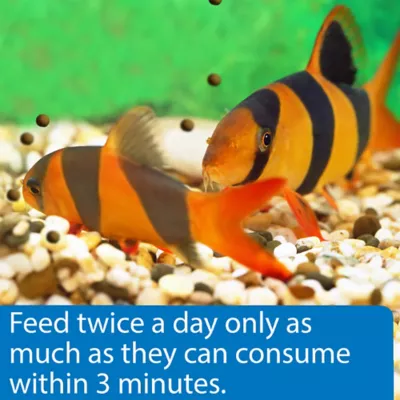 API® Bottom Feeder Pellets with Squid Fish Food - Image 3