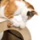 Product Vesper Minou horizontal scratcher