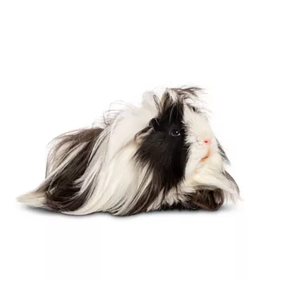 Fancy Guinea Pig - Image 1