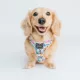 Product Sassy Woof Where Dogs Are Family Toy Story Adjustable Dog Harness
