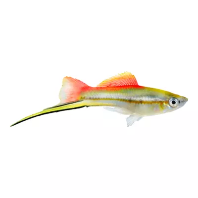 Product Pineapple Swordtail