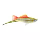 Product Pineapple Swordtail