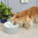 Product  Top Paw Flowing Fountain