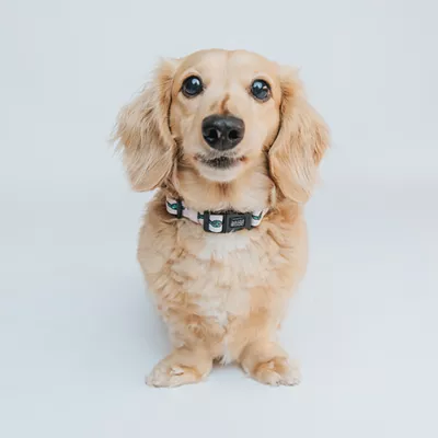 Product Sassy Woof Where Dogs Are Family STAR WARS™ Adjustable Dog Collar
