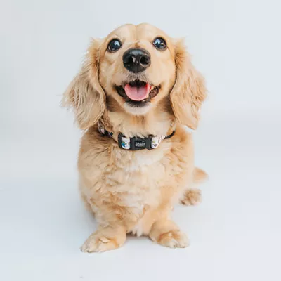 Product Sassy Woof Where Dogs Are Family Toy Story Adjustable Dog Collar