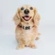 Product Sassy Woof Where Dogs Are Family Toy Story Adjustable Dog Collar