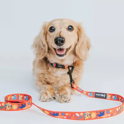 Product Sassy Woof Where Dogs Are Family Lion King Adjustable Dog Collar