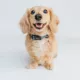 Product Sassy Woof Where Dogs Are Family STAR WARS™ Adjustable Dog Collar