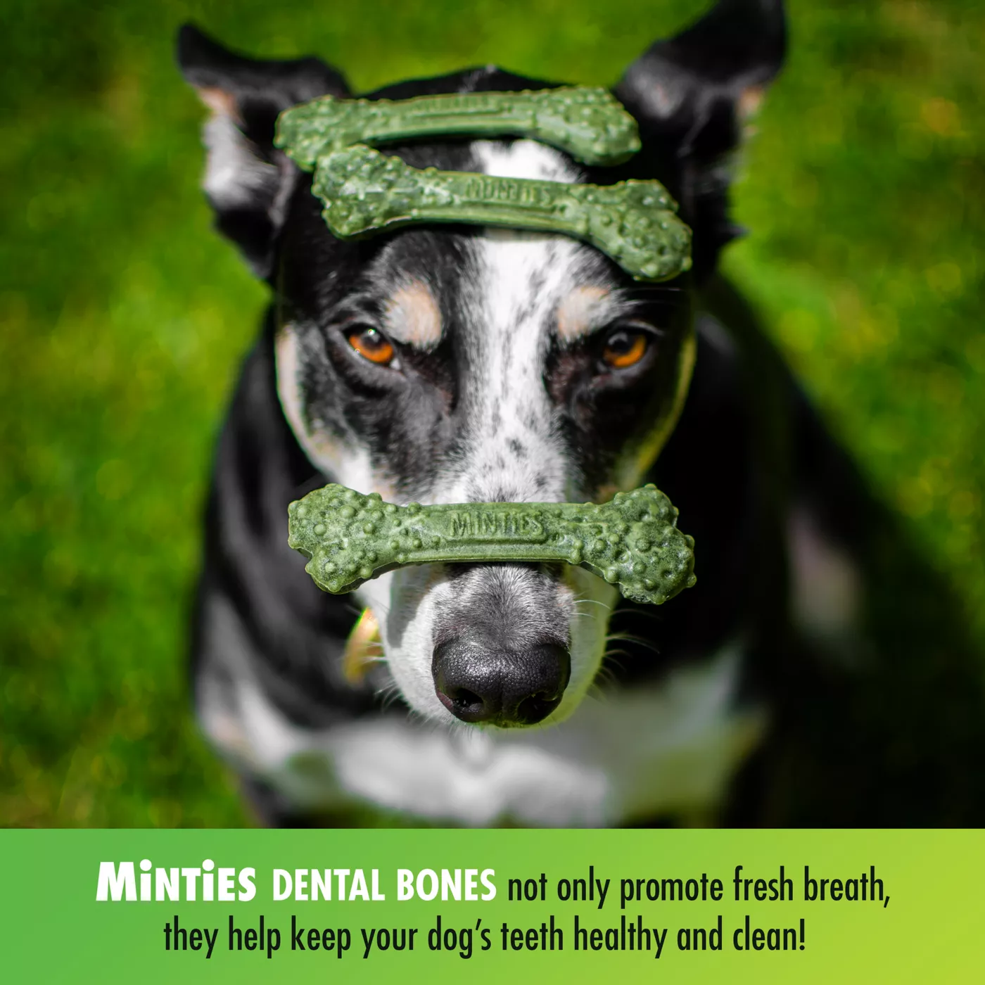 Minties dog chews best sale