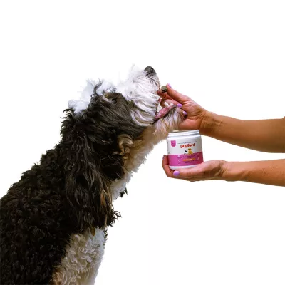 Product Pupford Cognition & Focus Puppy Supplement