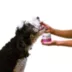 Pupford Cognition & Focus Puppy Supplement image thumbnail 5