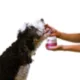 Product Pupford Cognition & Focus Puppy Supplement
