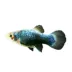 Blue Calico Platy image thumbnail 1